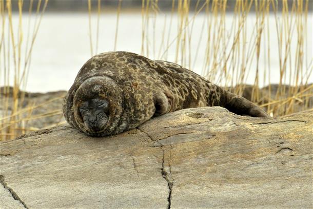 PRIVATE Seal Safaris (May-September)