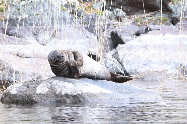 Accessible Seal Safari (May-September)