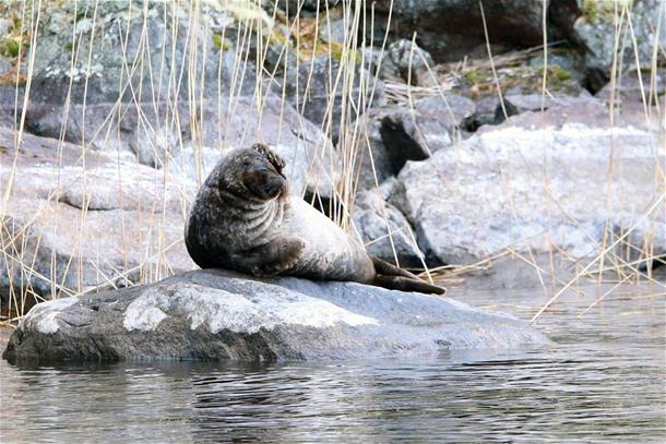 Ringed seal molting